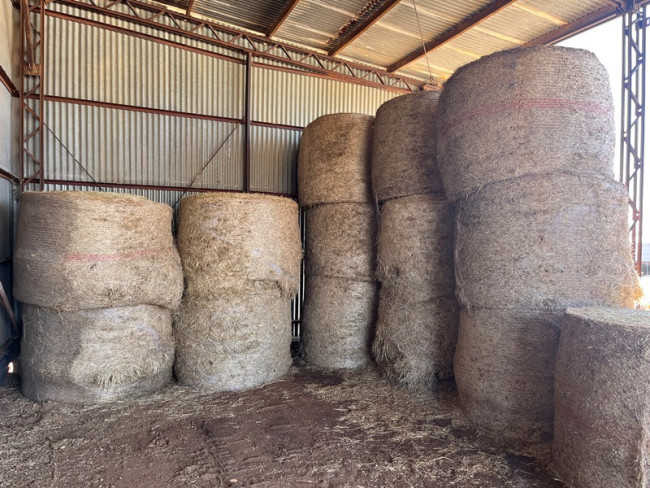 12 round bales of oaten hay