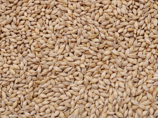 barley seed