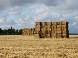 landscape nature grass plant sky wood hay bale field farm wheat prairie countryside building rural harvest soil church agriculture haystack plain ruins straw ecosystem rural area grass family 669129